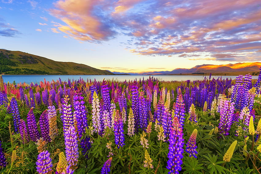 Lupine field in New Zealand, meadow, beautiful, lake, Tekapo, wildflowers, New Zealand, field, lupine, sky HD wallpaper