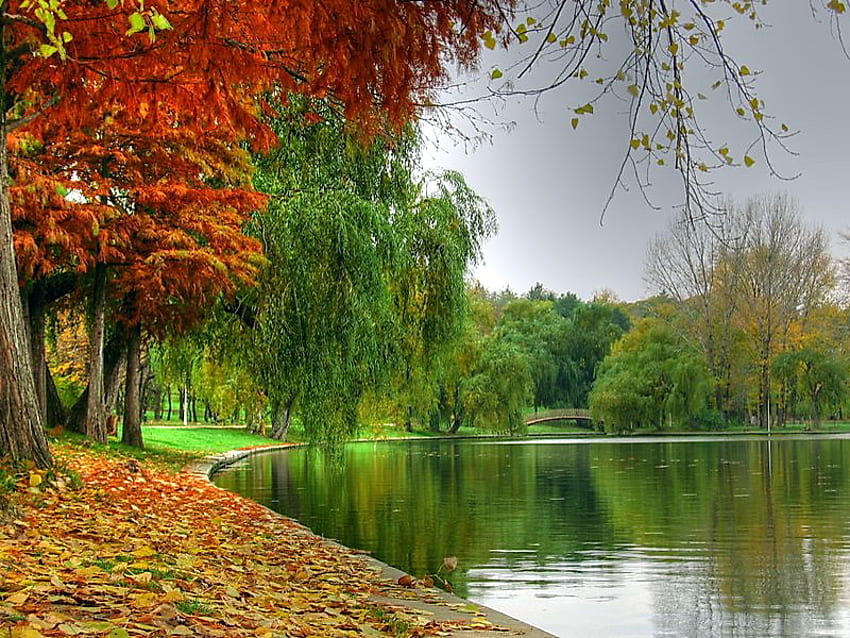 Есен край реката, река, листа, оранжево червено, дървета, цветове, злато, отражения, върба HD тапет