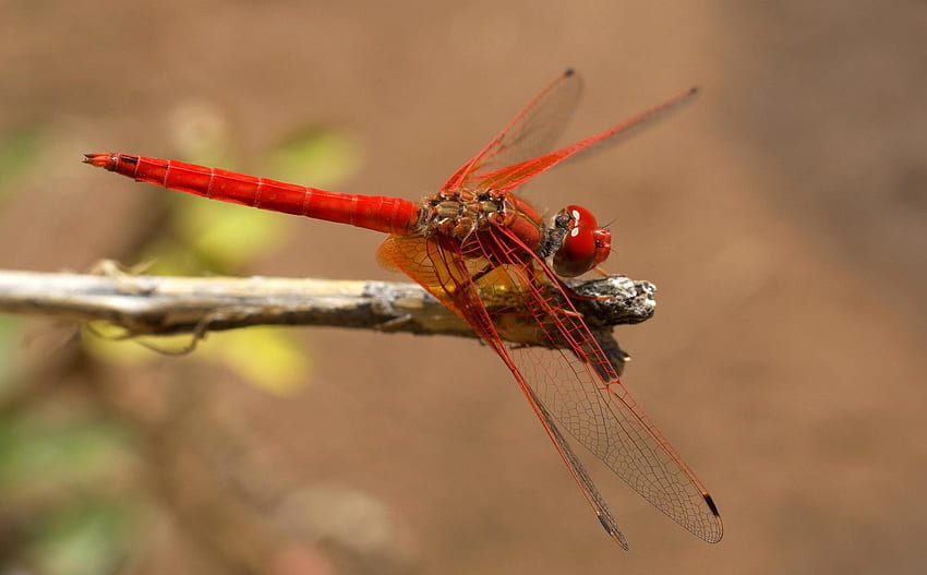 Trithemis Dragonfly, trithemis, libelle, trithemis kirbyi, dragonfly, insecto rojo, insecto, libella fondo de pantalla