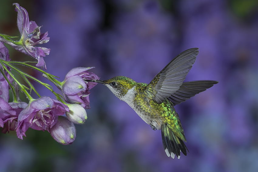 Колибри, крила, синьо, колибри, цвете, зелено, пасари HD тапет