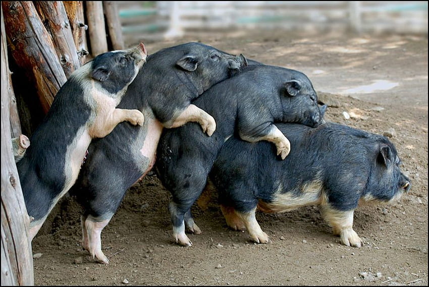 CONGO LINE, suínos, porcos, dança, animais papel de parede HD