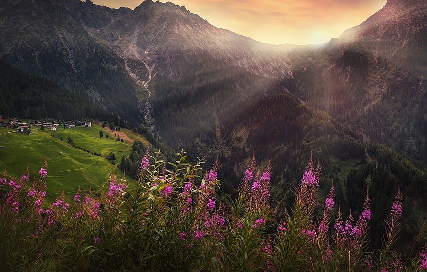mountains, treatment, village, alpine flowers, alpine wildflowers for , section пейзажи HD wallpaper