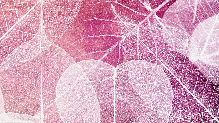 Fioletowe przezroczyste liście, fioletowe, różowe, liście, abstrakcja, lawenda, persona firefox, natura, żyły Tapeta HD