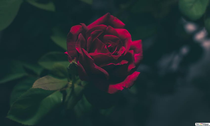 Deep red rose , 1280X768 Rose HD wallpaper