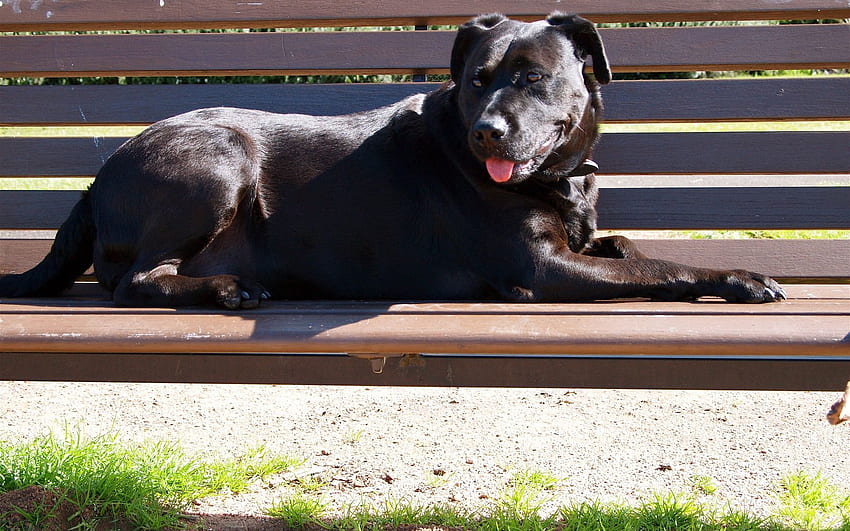 Animals, Lie, To Lie Down, Dog, Protruding Tongue, Tongue Stuck Out, Bench HD wallpaper