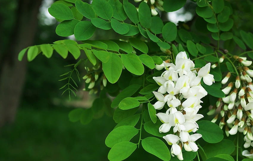 white, acacia, tree for , section цветы HD wallpaper