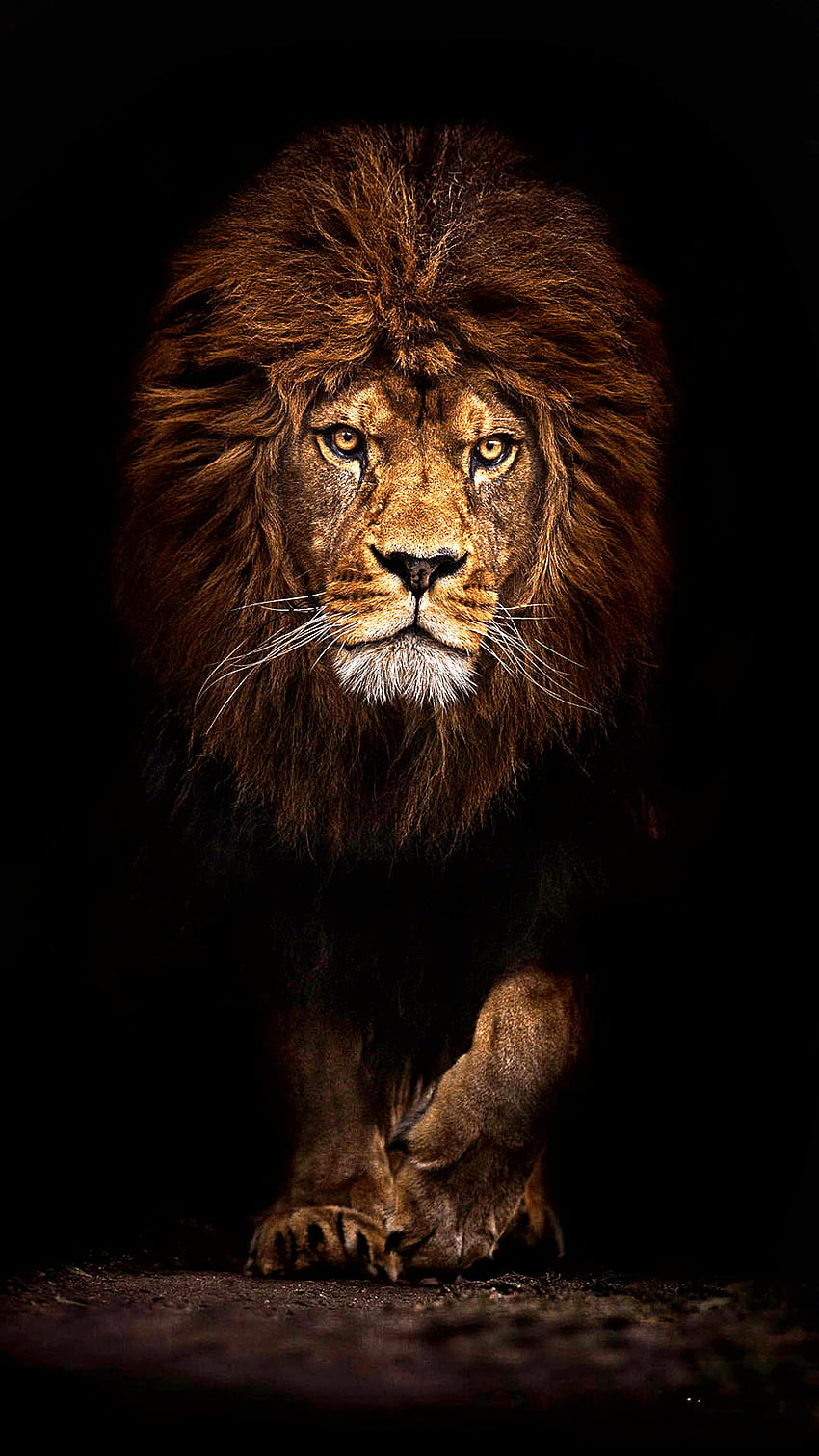 Löwe, wütender Löwe Art HD-Handy-Hintergrundbild