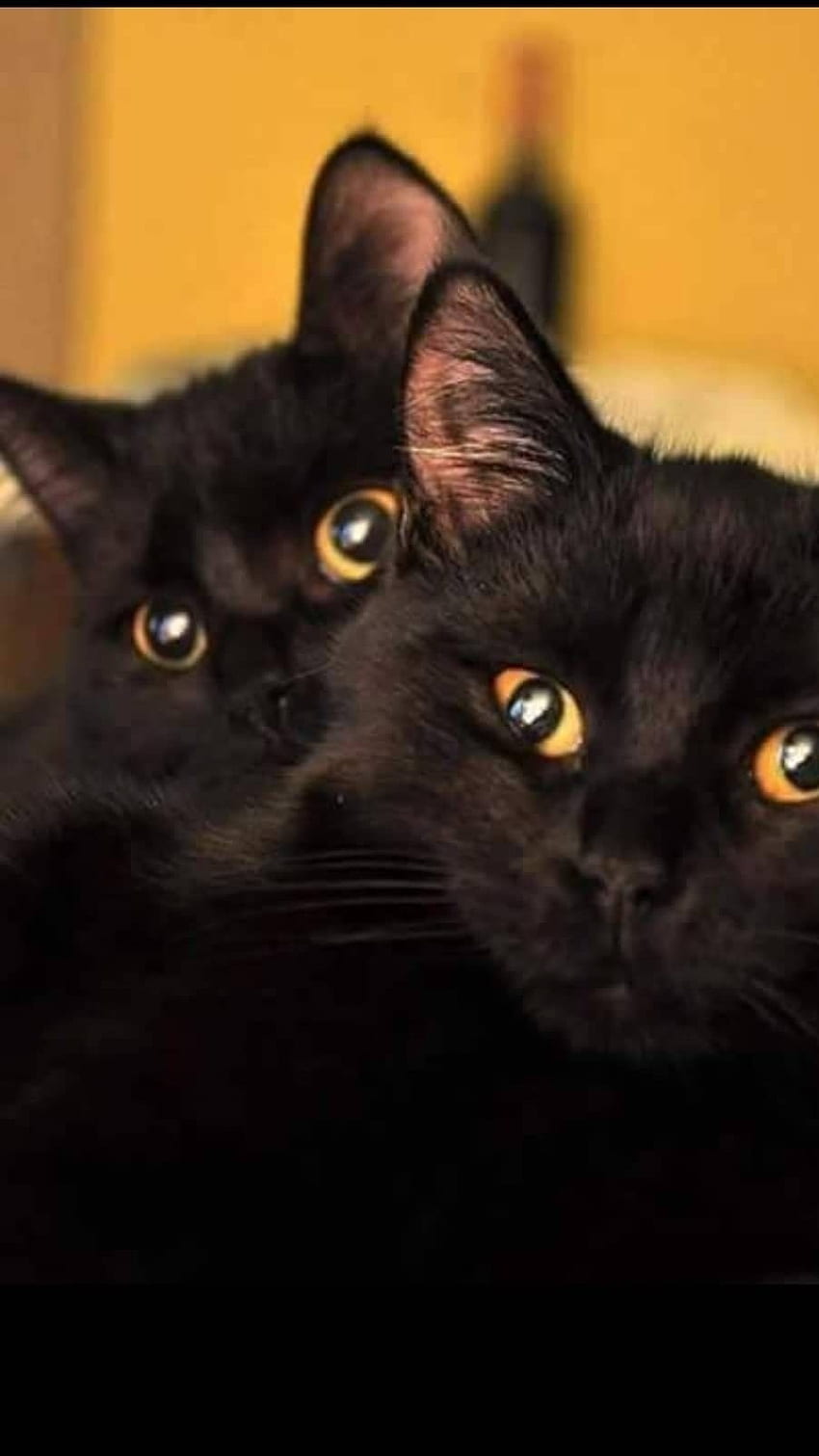 Black Cat, Adorable Cat HD phone wallpaper