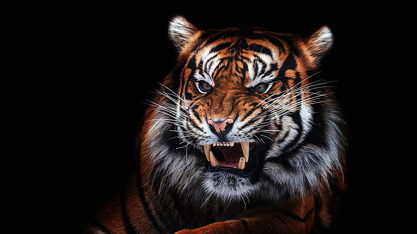 Tigers Canine tooth fangs Roar Whiskers Snout animal Black HD wallpaper