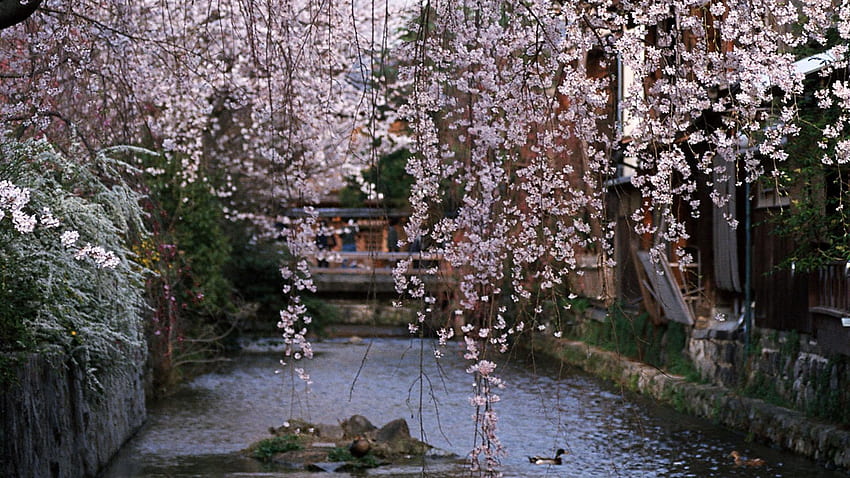 Water japan cherry blossoms flowers spring (season) HD wallpaper