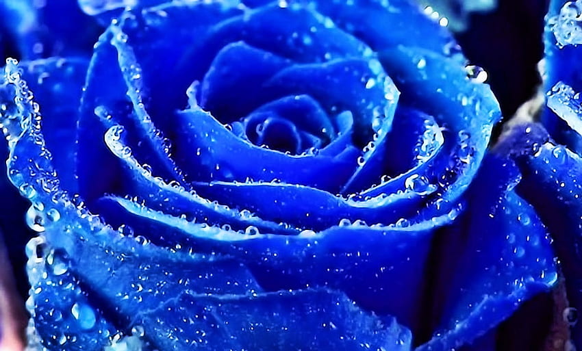 青いバラ、青、バラ、花、滴、水滴、美しさ 高画質の壁紙