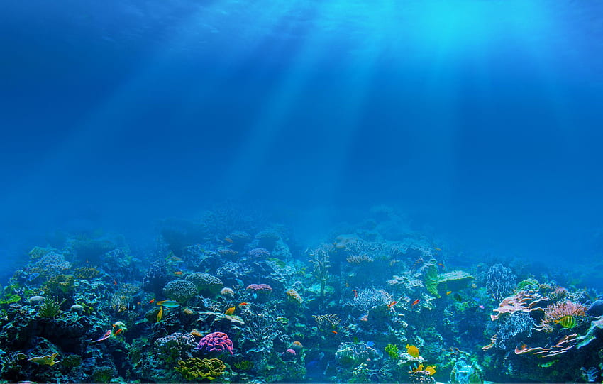 แนวปะการังใต้น้ำ, แนวปะการังในมหาสมุทร วอลล์เปเปอร์ HD