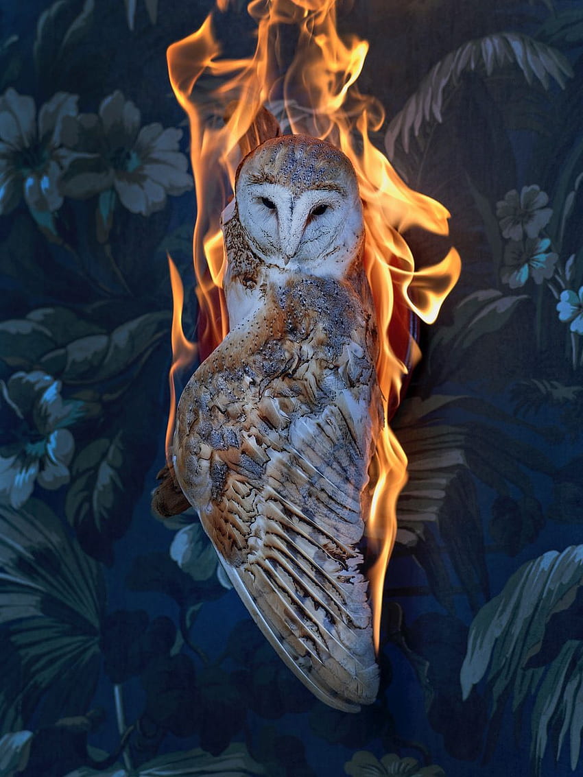 Owl, Residence of Impermanence series. graphy by Christian Houge for Sale at Artistics, Midnight Owl HD phone wallpaper