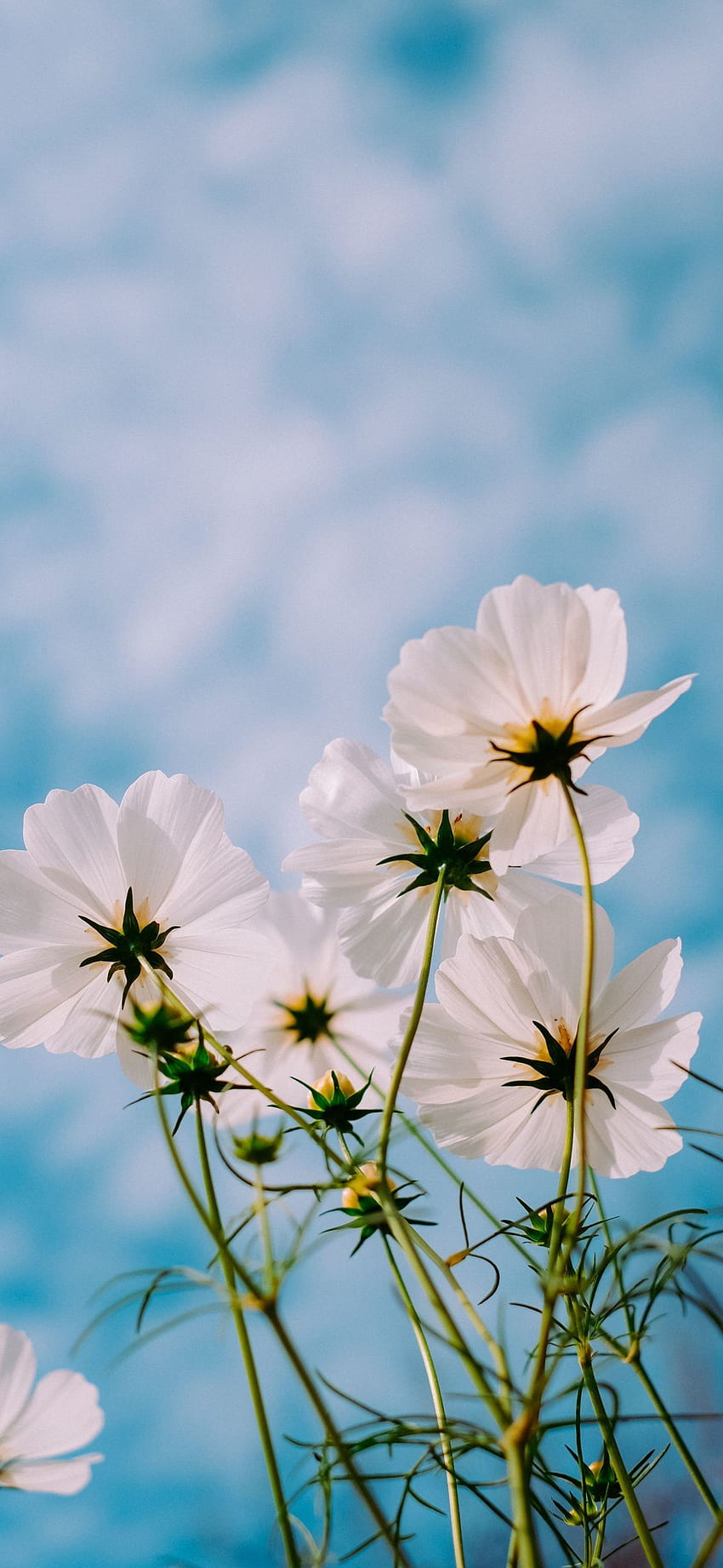 Weißer Kosmos, Blüte, Pflanzen, Blumen, - Blume HD-Handy-Hintergrundbild