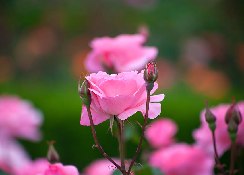 Mawar, bunga, mekar, kuncup, merah muda, potret Wallpaper HD