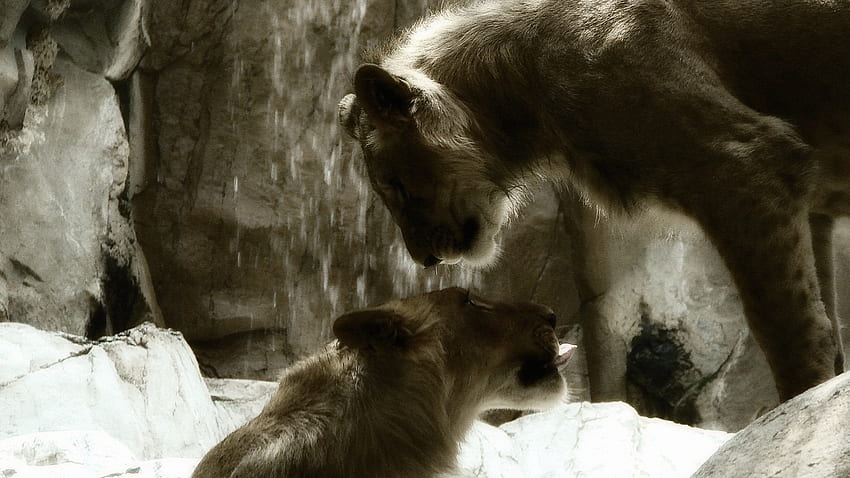 สิงโตดำและขาว โมคา วอลล์เปเปอร์ HD
