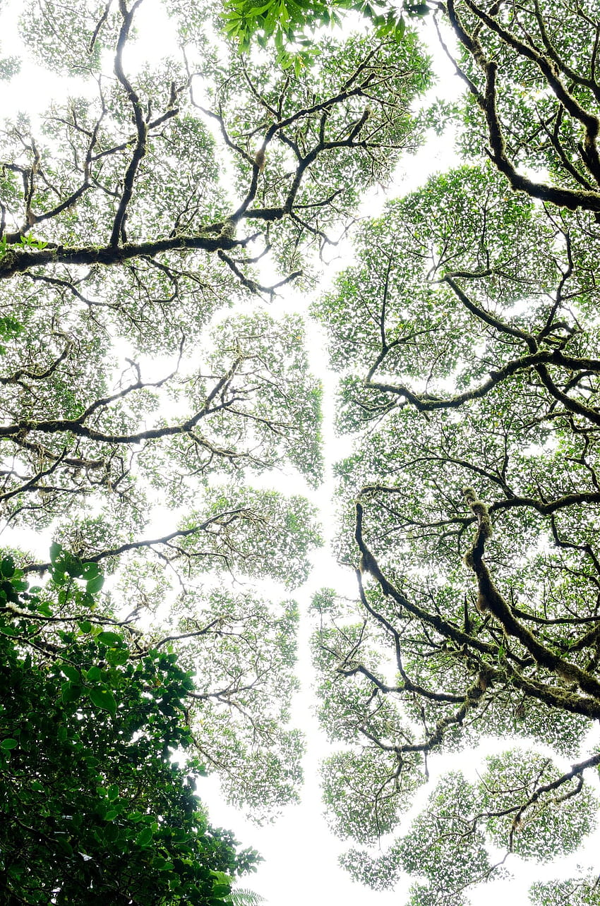 Crown Shyness - 492 notes Crown Shyness These specific trees in Monteverde's cloud forest show respect to. Unique trees, Nature tree, Beautiful nature HD phone wallpaper