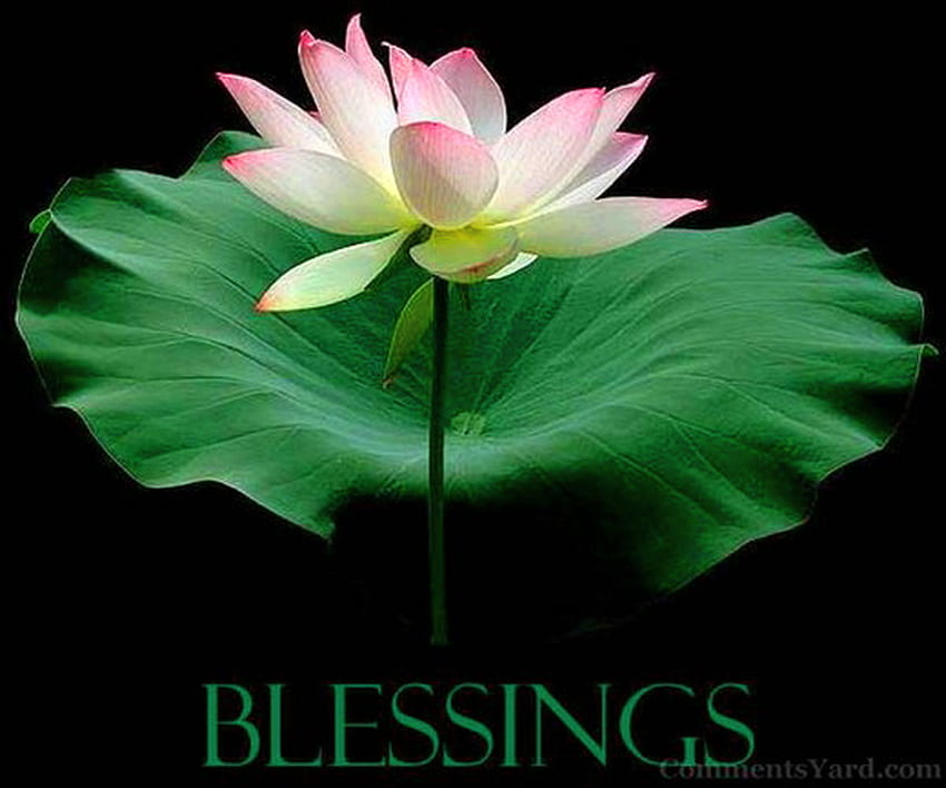 Blessings for Cathi , blessings, pink and white, flower, green leaf, lotus HD wallpaper