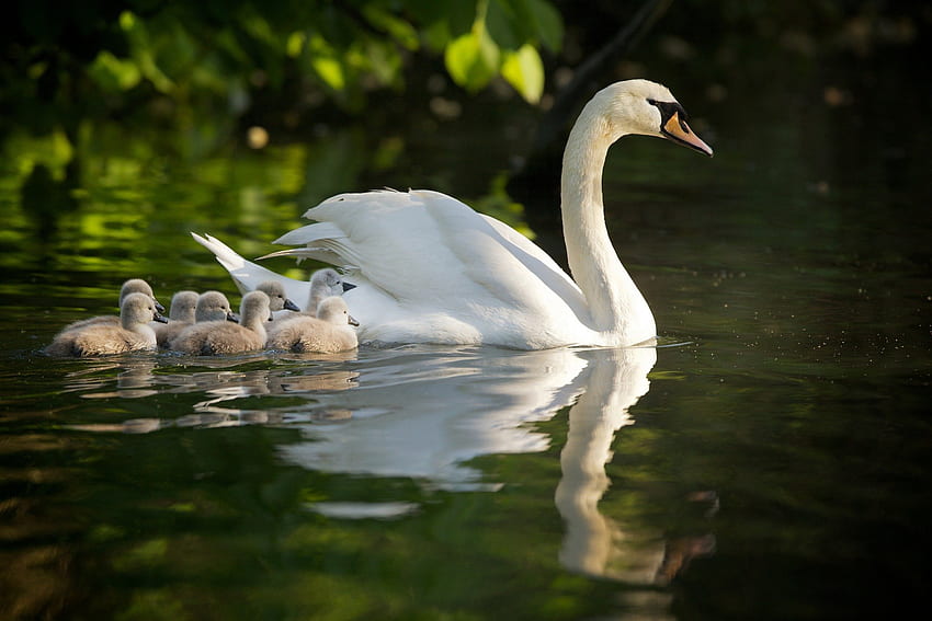 Сладко семейство, дива природа, пиленца, лебед, природа, вода, езеро HD тапет