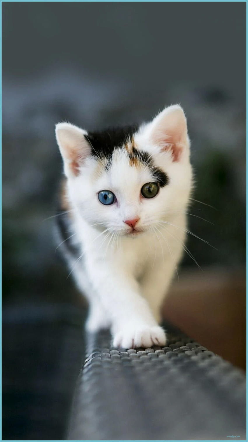 Cute Kitten Wallpaper 4K, Cute Cat, Girly backgrounds, 5K