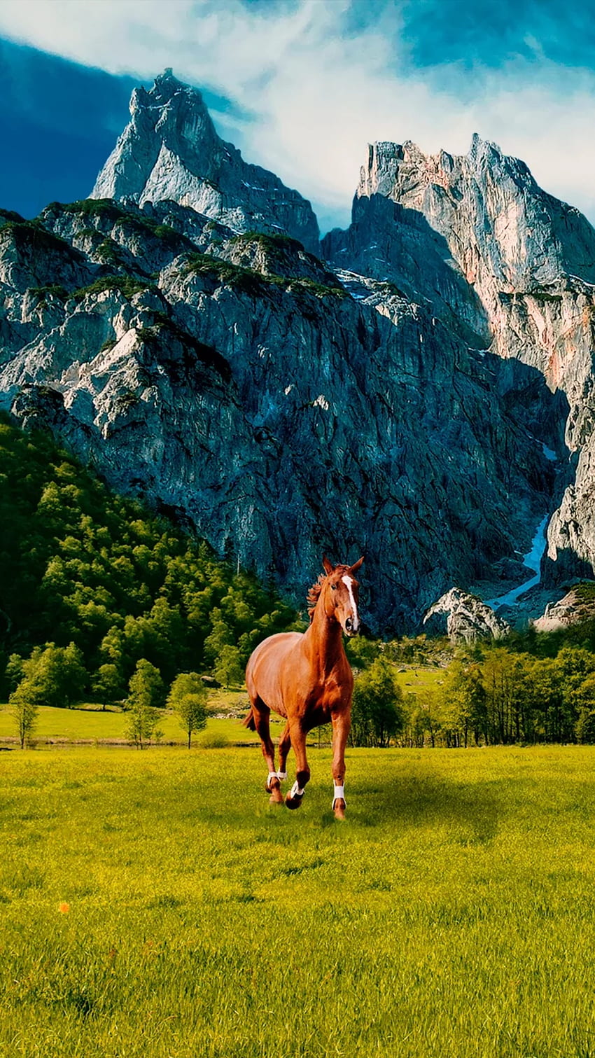 Brown horse, cloud, running, animal HD phone wallpaper