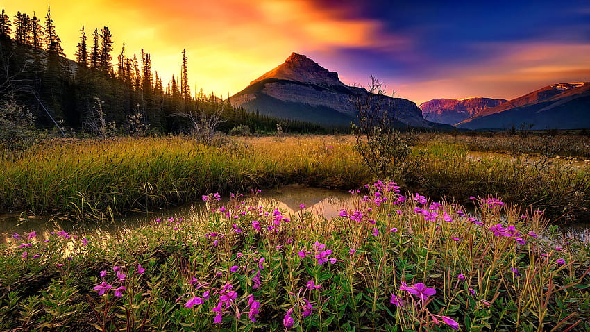 Wildflowers meadow at sunrise, hills, beautiful, sky, meadow, sunset, sunrise, mountain, grass, wildflowers, peak HD wallpaper