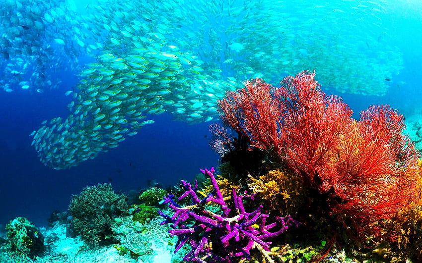 Fisch, Fische, Unterwasser, Ozean, Meer, Sealife, Natur, Ozean Hohe Qualität HD-Hintergrundbild