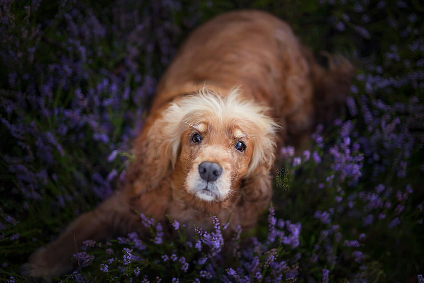 Cute Dog, dog, animal, flowers, look HD wallpaper