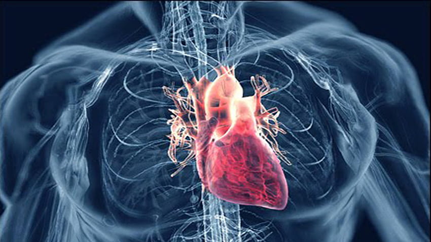 Choroby serca, układ sercowo-naczyniowy Tapeta HD