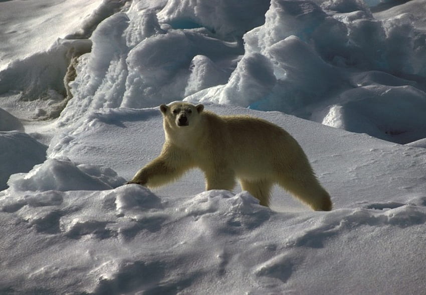 полярна мечка, застрашена, полярна, студена, красива, дива, мечка, сняг, планини, лед HD тапет