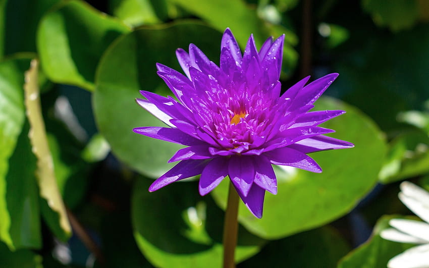 Waterlily, purple, leaves, flower HD wallpaper