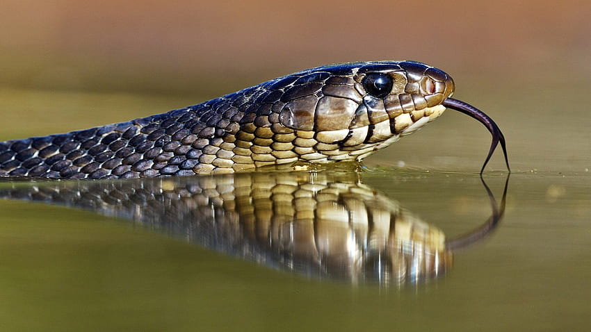 hd snake wallpapers 1080p