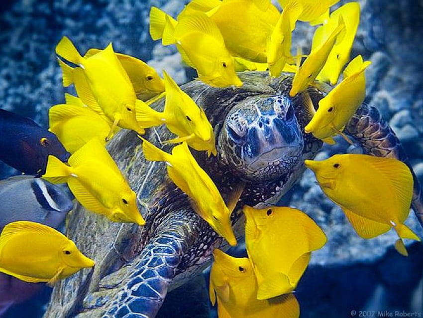 Schildkröte mit Fans, seine Fans, Meeresschildkröte, gelber Fisch, schön HD-Hintergrundbild