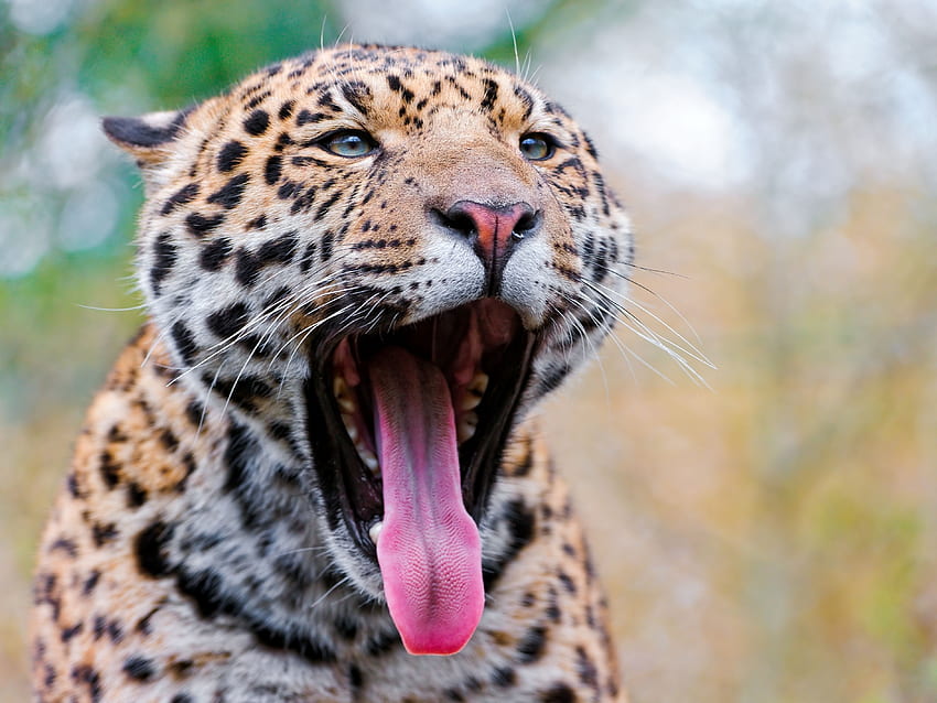 Tiere, Jaguar, Grinsen, Schnauze, Raubkatze, Fallen, Mund, Sprache, Zunge HD-Hintergrundbild