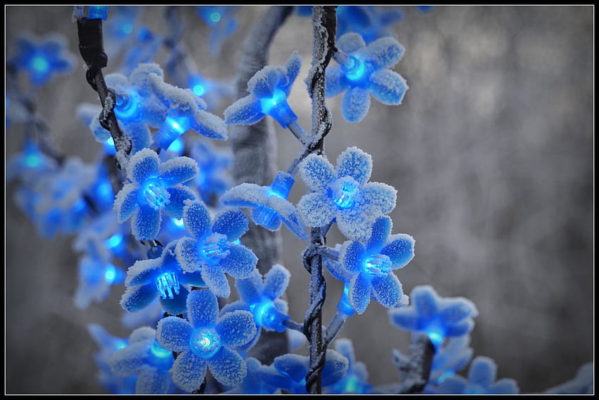 ดอกไม้เป็นน้ำแข็งโคมไฟหิมะฤดูหนาว วอลล์เปเปอร์ HD