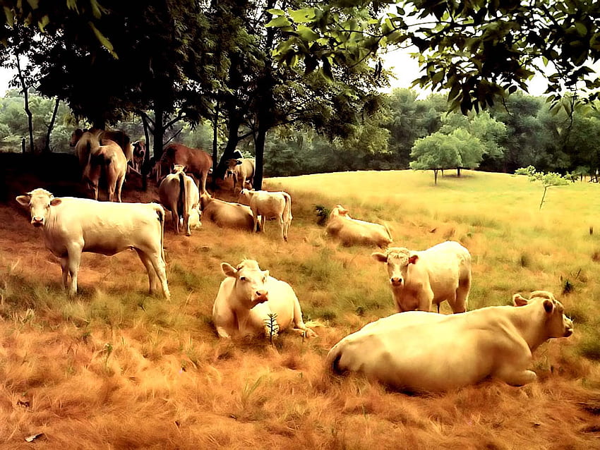 วัว สัตว์ นมวัว ฟาร์ม ธรรมชาติ ต้นไม้ วอลล์เปเปอร์ HD