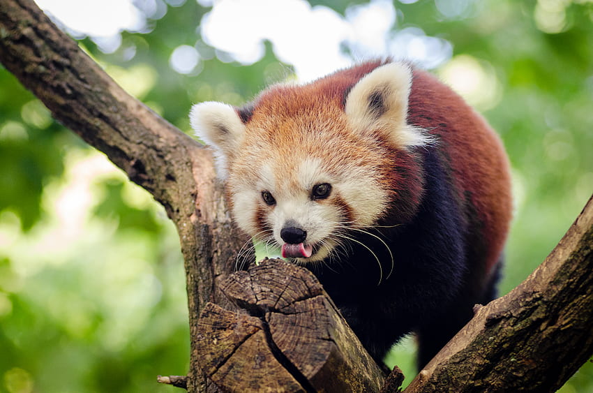 Animales, Madera, Árbol, Trepar, Panda rojo, Panda pequeño, Panda pequeño fondo de pantalla