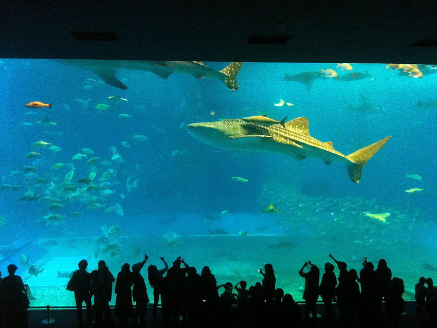 Okinawa: Churaumi Aquarium 沖縄美ら海水族館 HD wallpaper