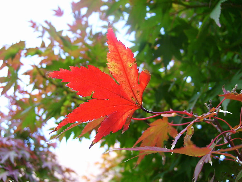 Misc: Autumn Trees Kierra Leaf Begining Thanksgiving, Full Screen Thanksgiving HD wallpaper