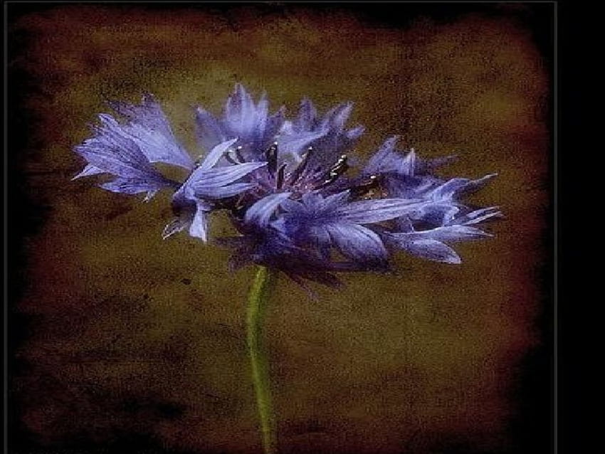 Blue Cornflower, blue, cornflower HD wallpaper