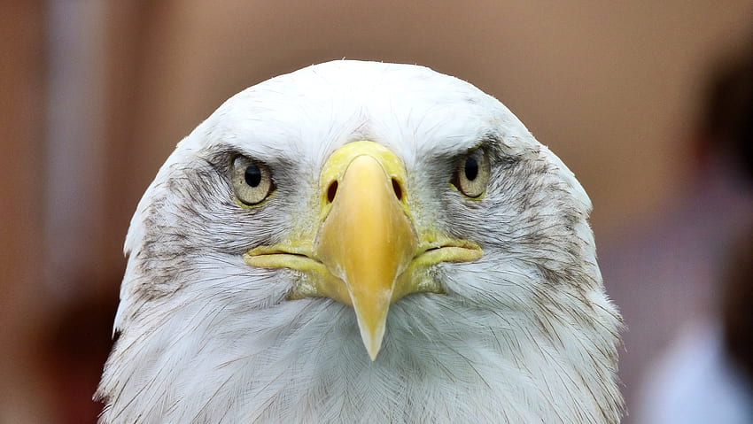 Animals, Bird, Predator, Eagle, Bald Eagle, White-Headed Eagle HD wallpaper