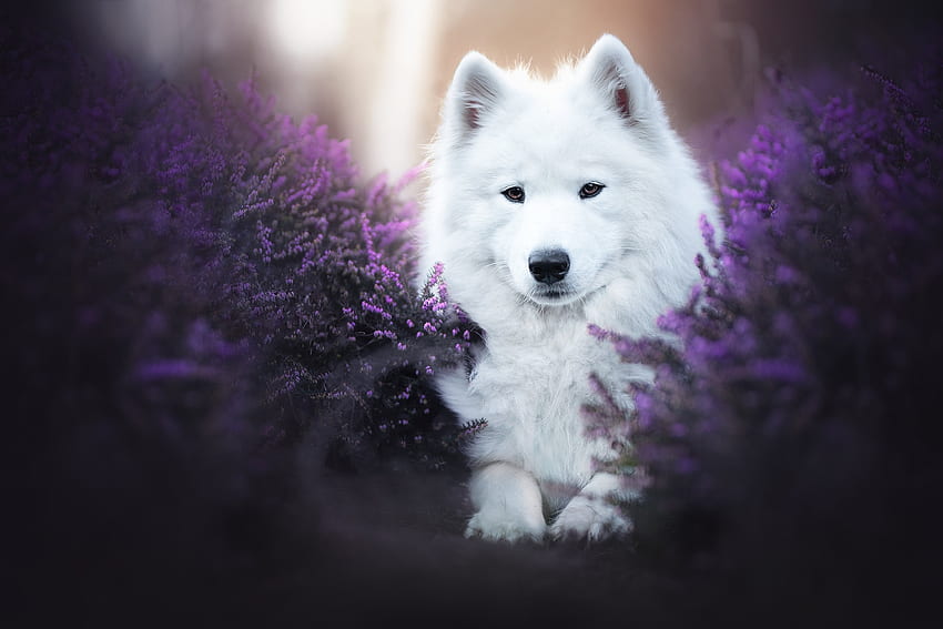 Samoyedo, verano, perro, morado, blanco, flor, caine, vara fondo de pantalla