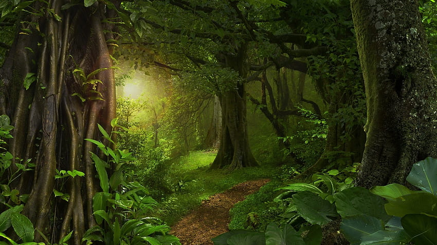 緑の森の早朝、素晴らしい、植物、朝、森林景観、早い、素敵な、トレイル、花びら、木、素晴らしい、道路、パス、風景、美しい、暗い、y、太陽の光、木、緑、枝、 クール, ビュー, 葉, 森, 幹 高画質の壁紙