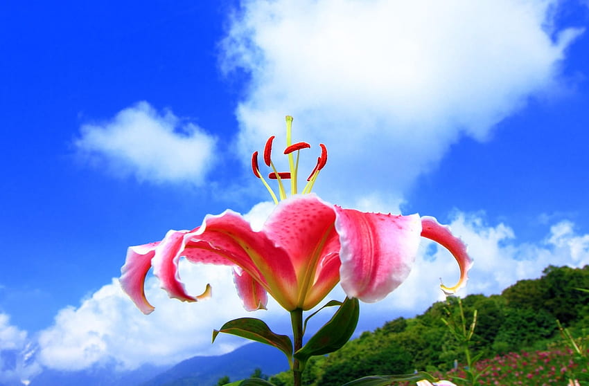 Blumen, Himmel, Wolken, Blume, lose, Lilie, Staubblätter, aufgelöst HD-Hintergrundbild