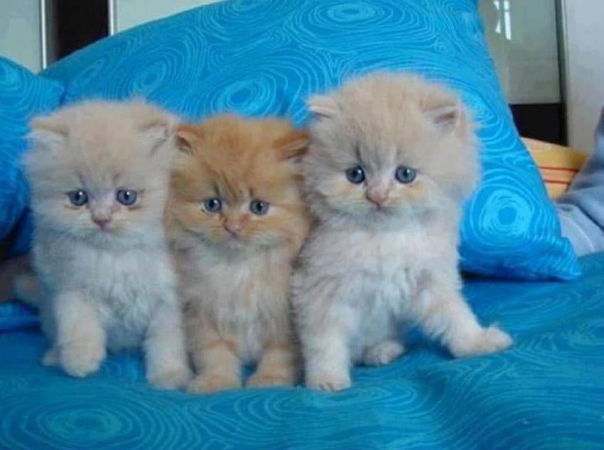 joli trio sur un bleu, animaux, chats, mignonne, chatons, trio Fond d'écran HD