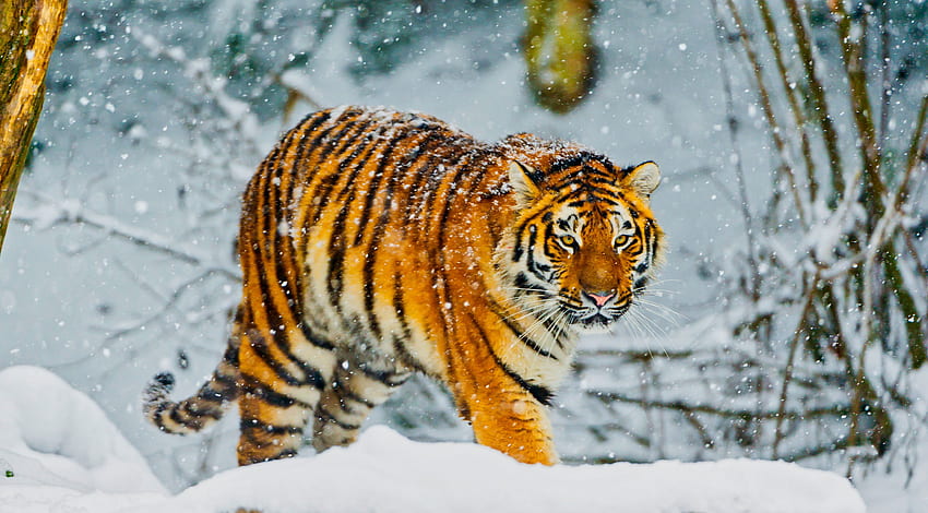Siberian tiger, Winter, Amur tiger, Snowfall, Switzerland, , Animals,. for iPhone, Android, Mobile and HD wallpaper