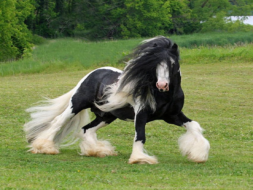 Pretty Horse . Hair Style Ideas. Horses, Animals beautiful, Most beautiful horses, Gypsy Vanner HD wallpaper