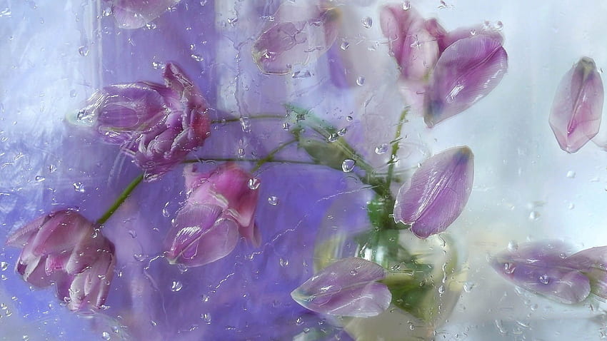 Bunga, Tumbuhan, Kelopak Wallpaper HD