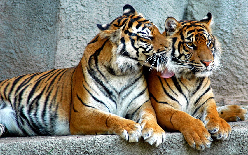 Animali, predatori, coppia, coppia, strisce, tigre, grandi felini Sfondo HD
