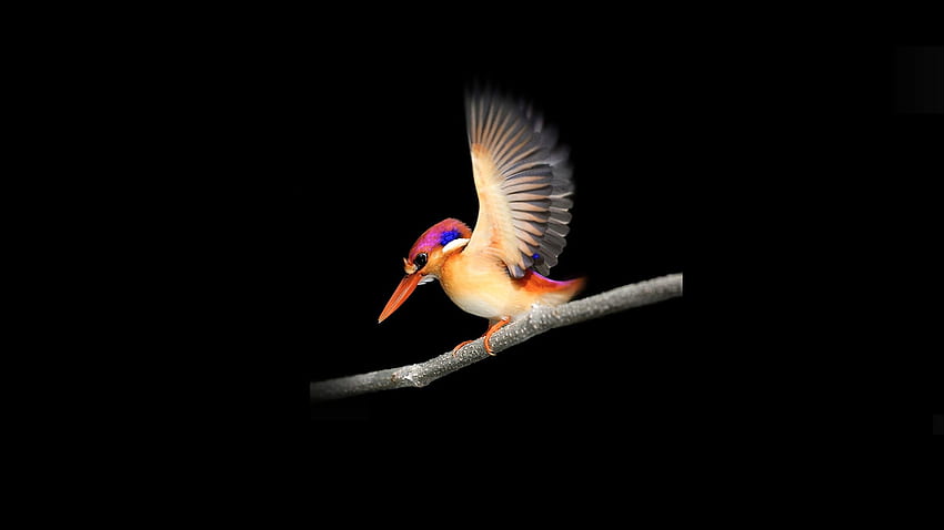pájaro carpintero, Microsoft Minimal fondo de pantalla